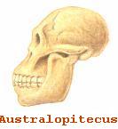 craneo australopitecus.jpg (17693 bytes)